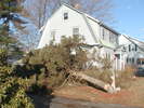 fallen tree next to our house